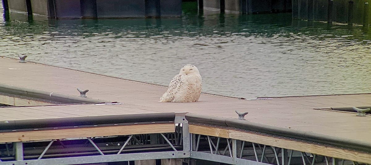 Snowy Owl - ML638570590