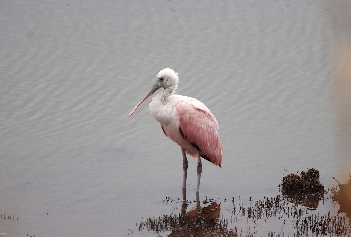 Roseate Spoonbill - ML638570612