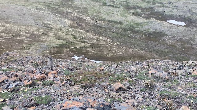 White-tailed Ptarmigan - ML638570669