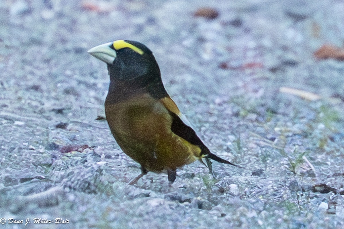 キビタイシメ - ML638570769