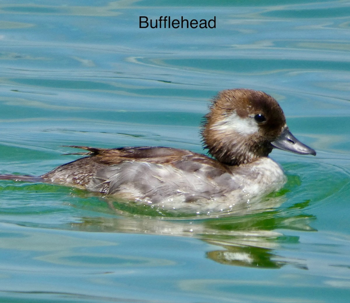 Bufflehead - ML638570797