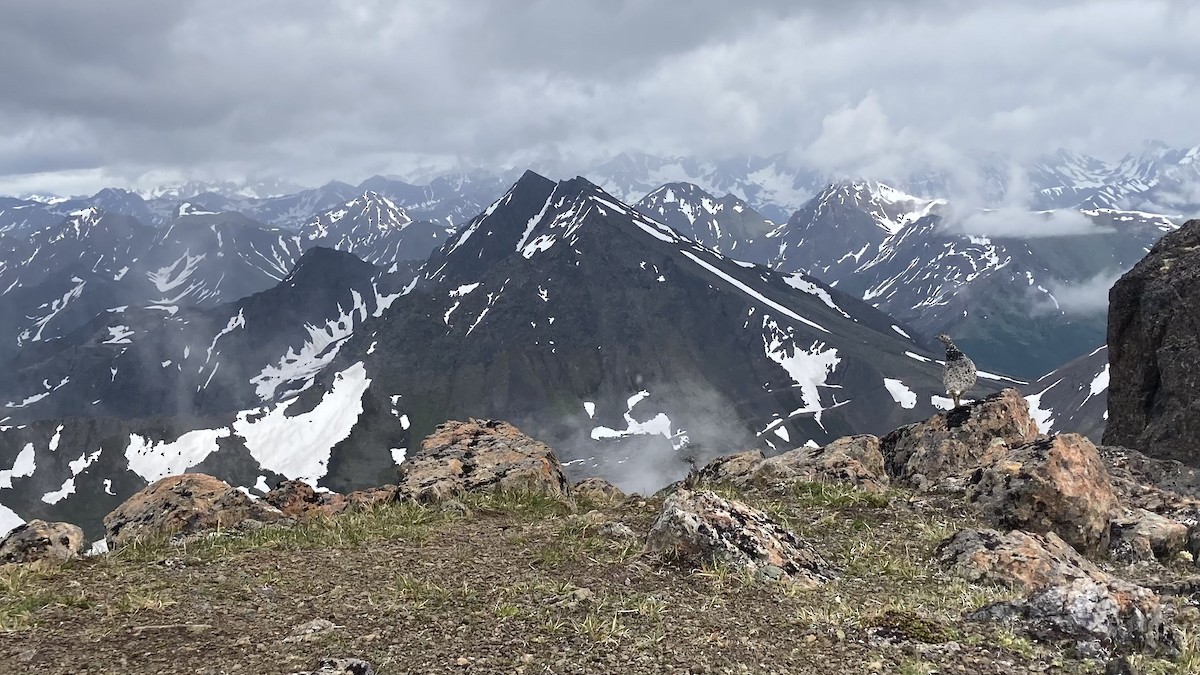 オジロライチョウ - ML638570810