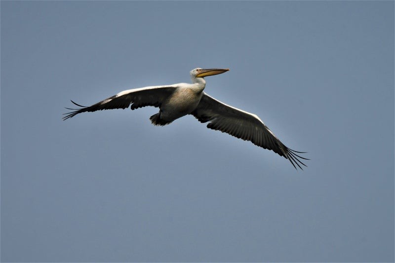 Dalmatian Pelican - ML638570828