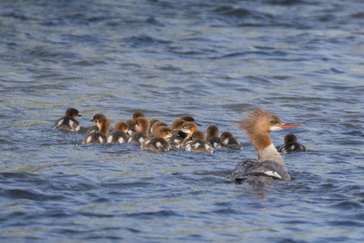 Common Merganser - ML638570868