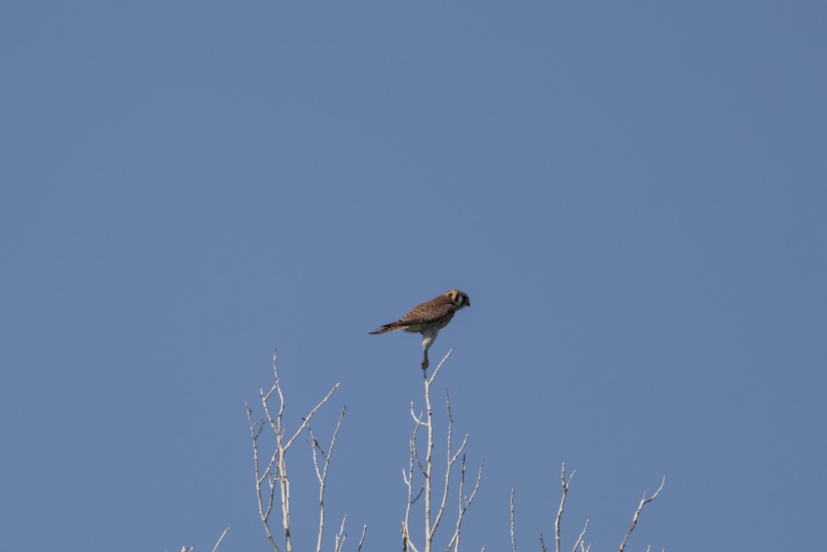 American Kestrel - ML638570928