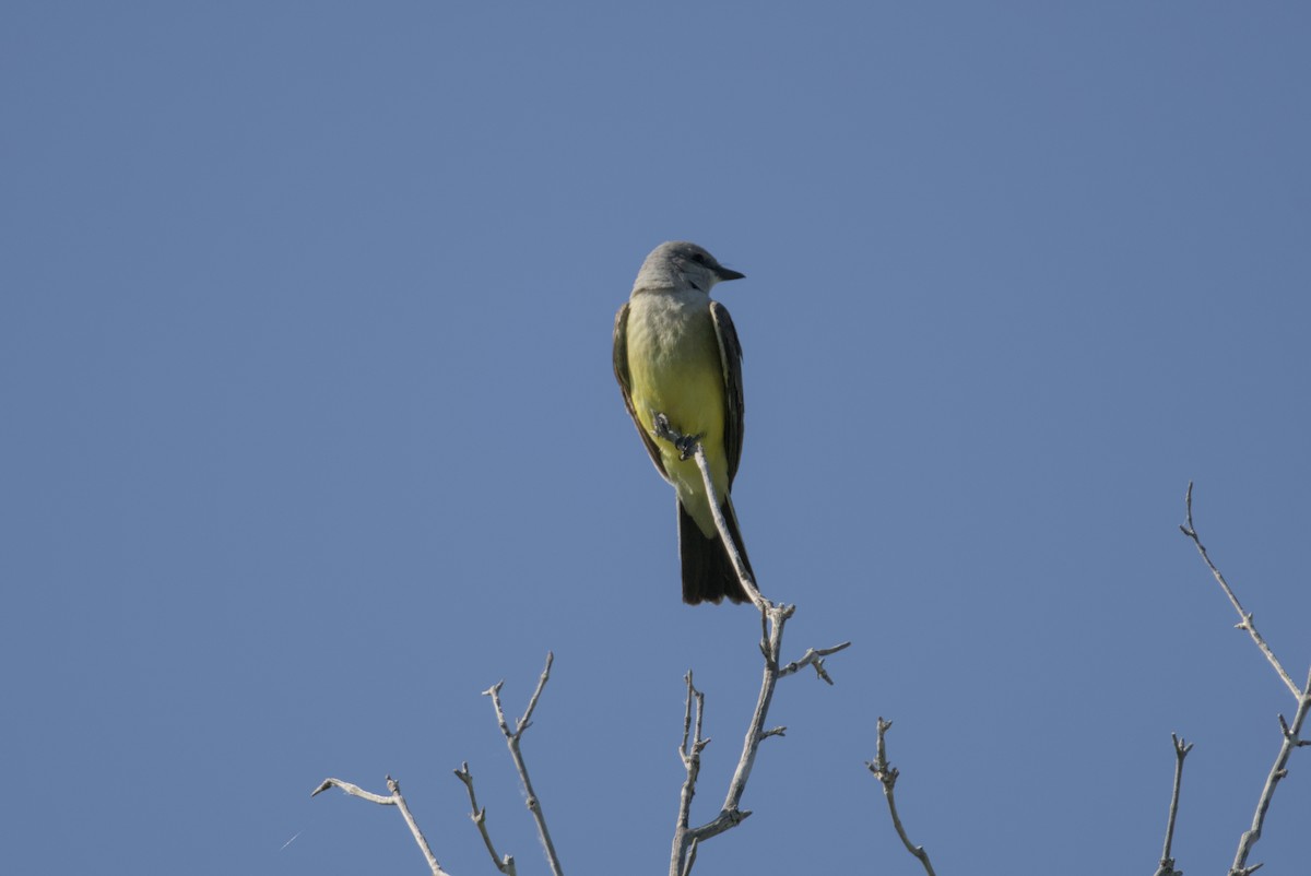 Western Kingbird - ML638570939