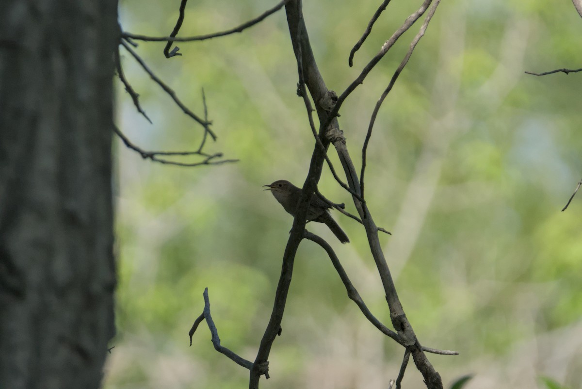 Northern House Wren - ML638570966