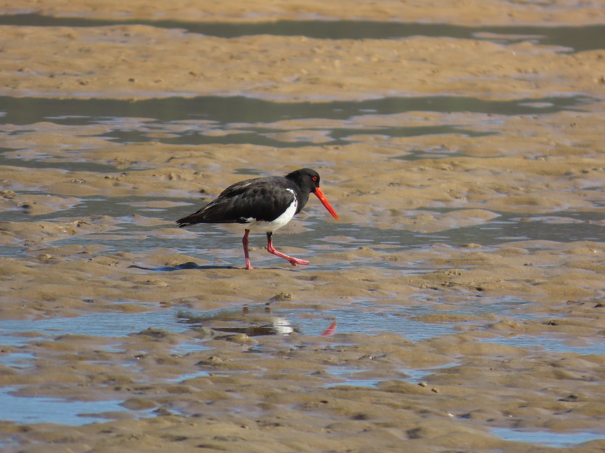 Pied Oystercatcher - ML638570989