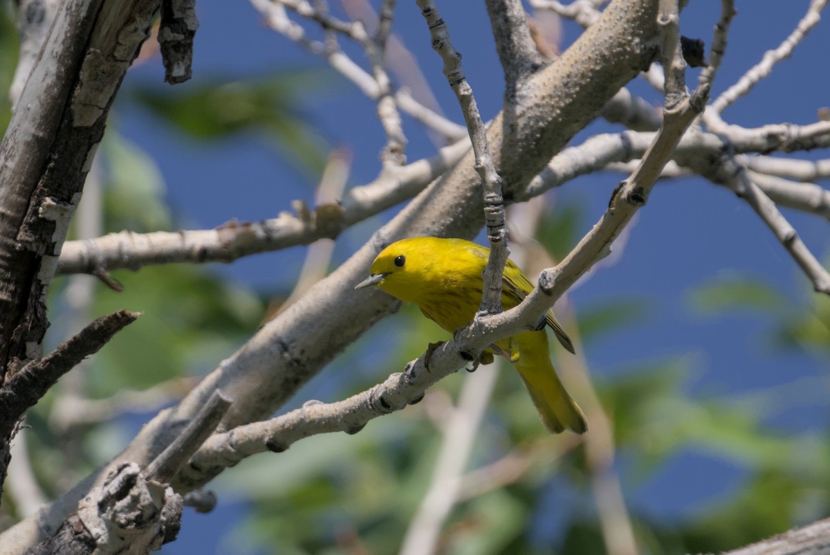 Yellow Warbler - ML638571001