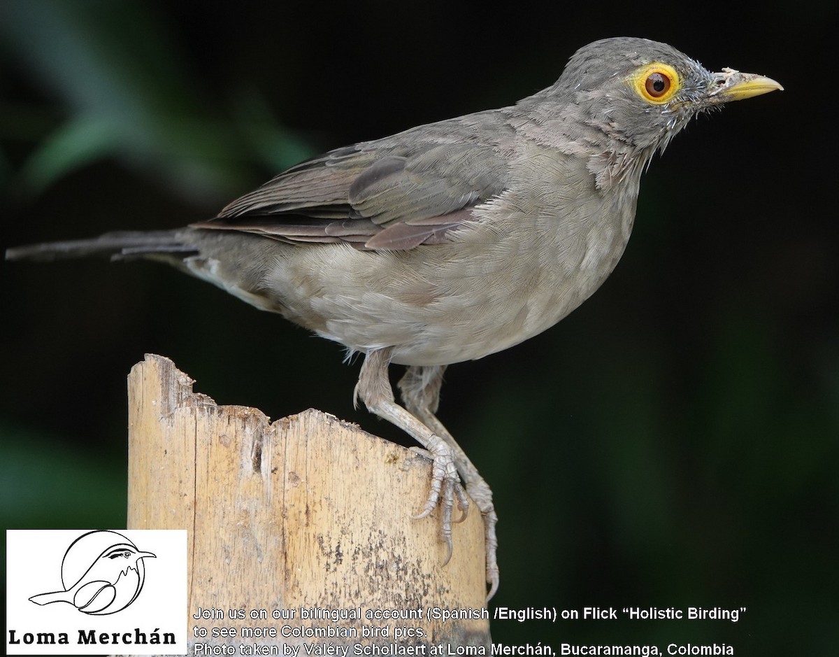 Spectacled Thrush - ML638571039