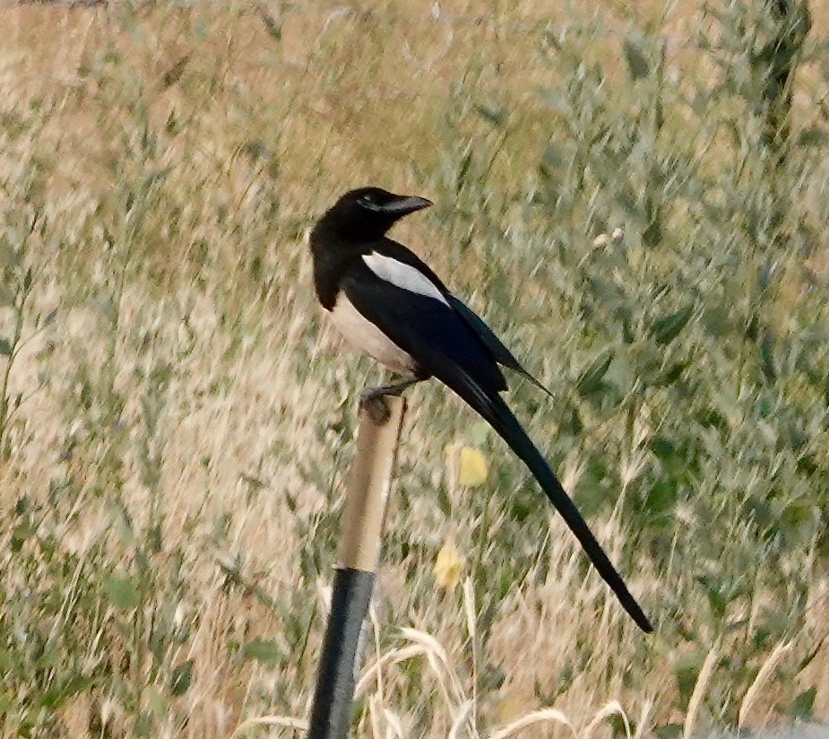 Black-billed Magpie - ML638571041
