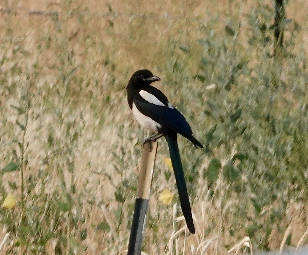 Black-billed Magpie - ML638571042
