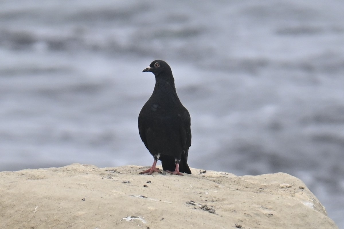 Pigeon biset (forme domestique) - ML638571085