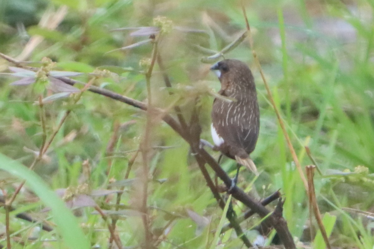White-bellied Munia - ML638571089