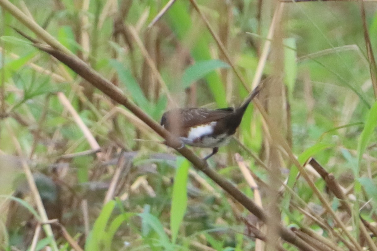 White-bellied Munia - ML638571090