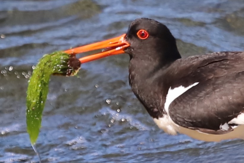 Eurasian Oystercatcher - ML638571102