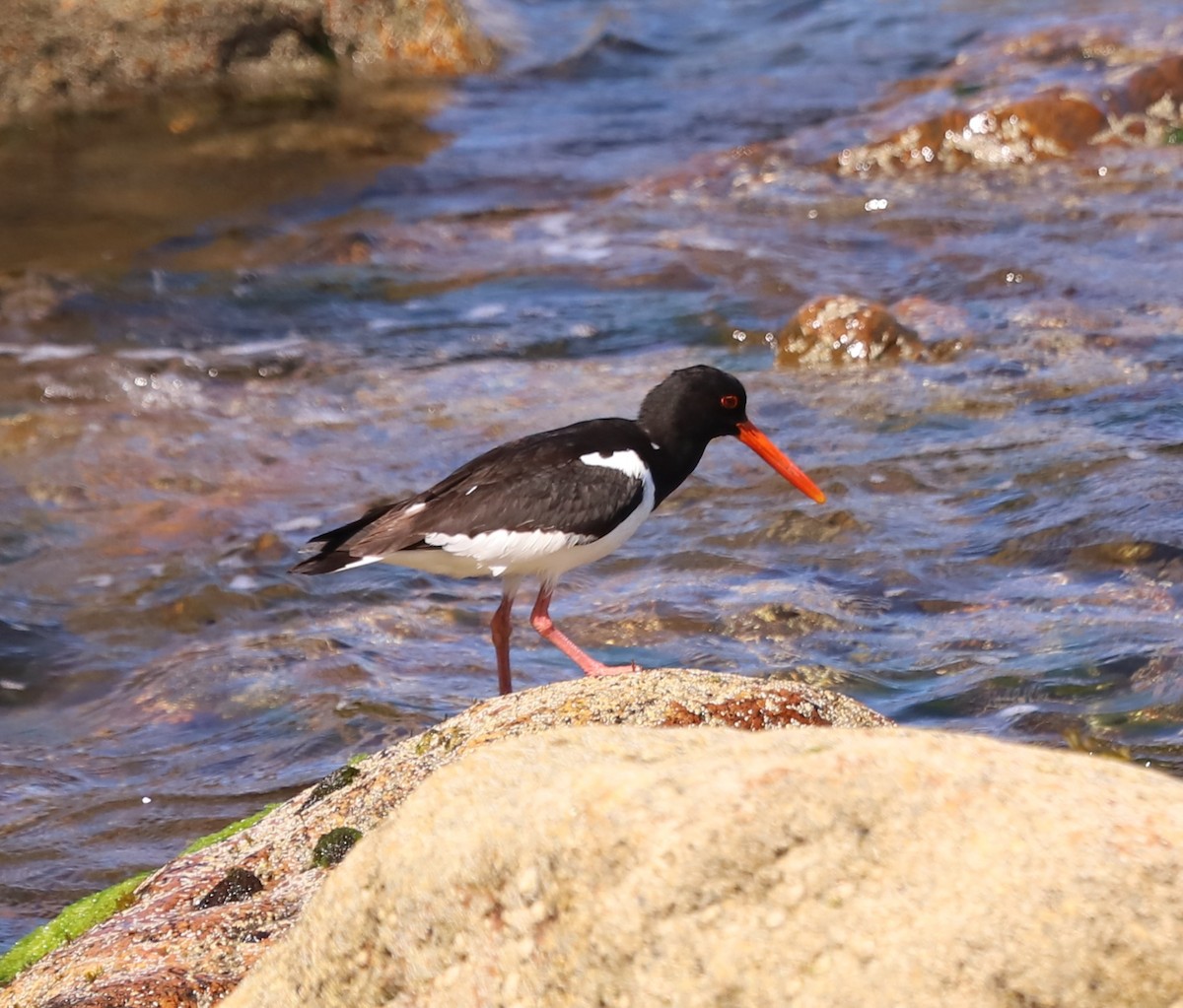 Eurasian Oystercatcher - ML638571103