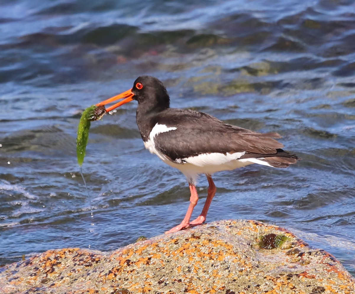 Eurasian Oystercatcher - ML638571104