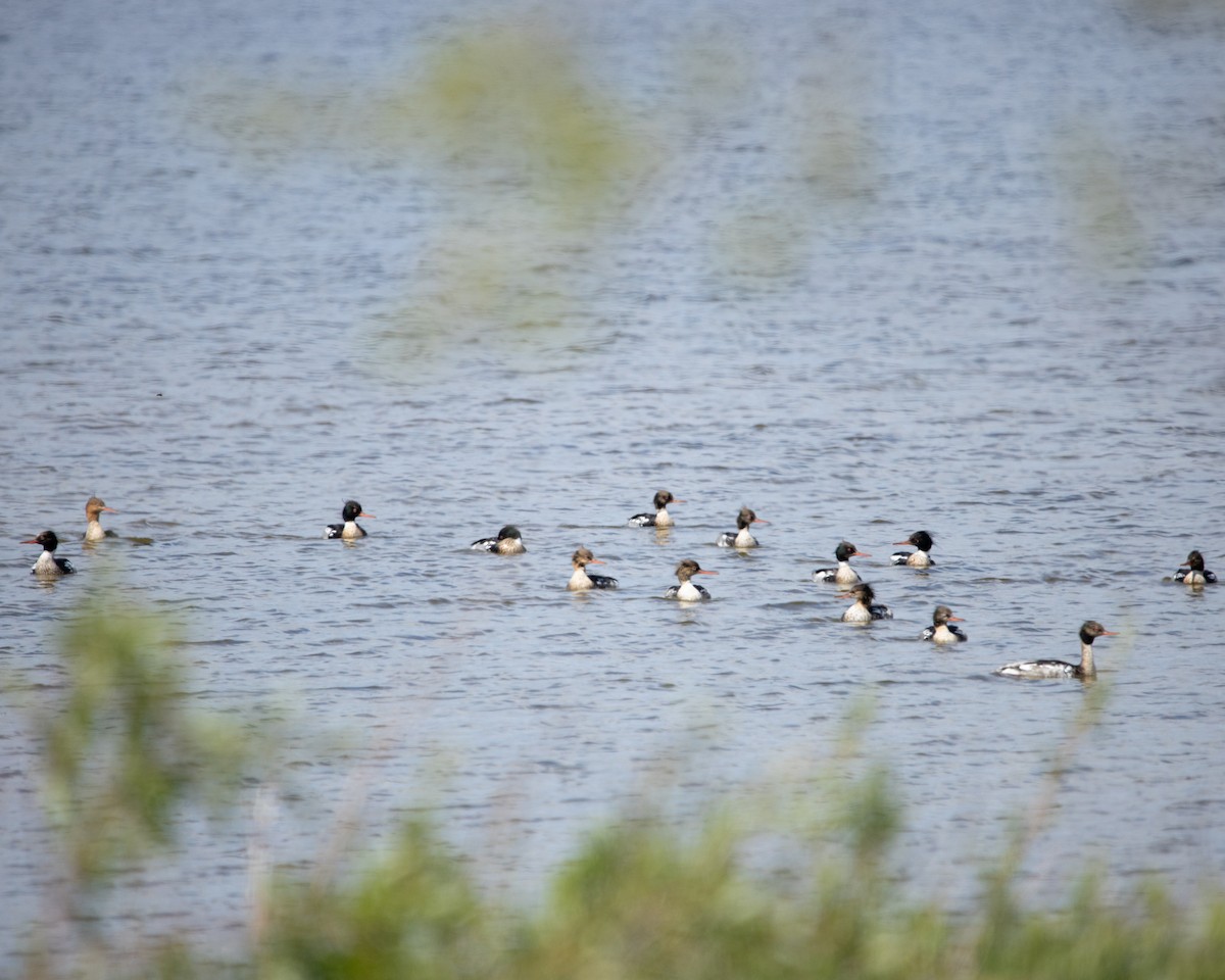 Red-breasted Merganser - ML638571110
