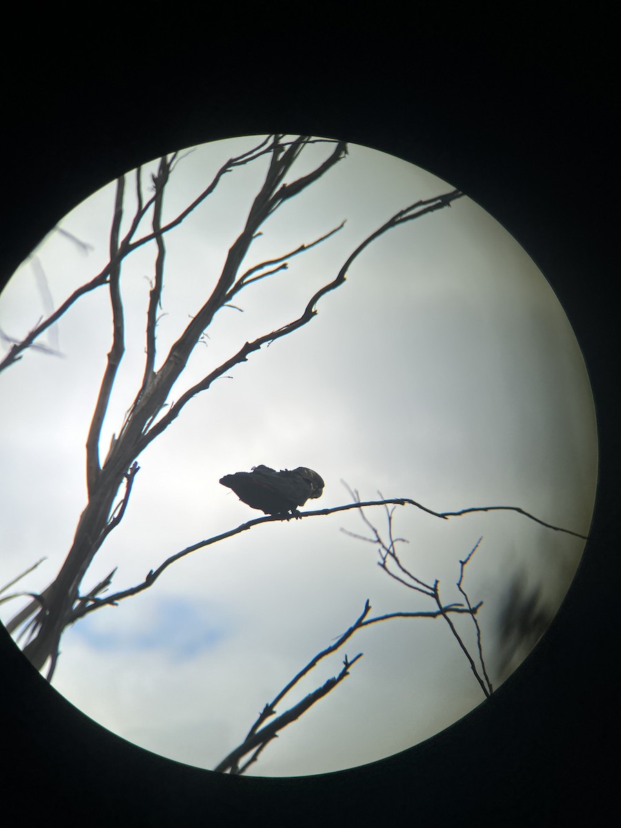 Glossy Black-Cockatoo - ML638571188
