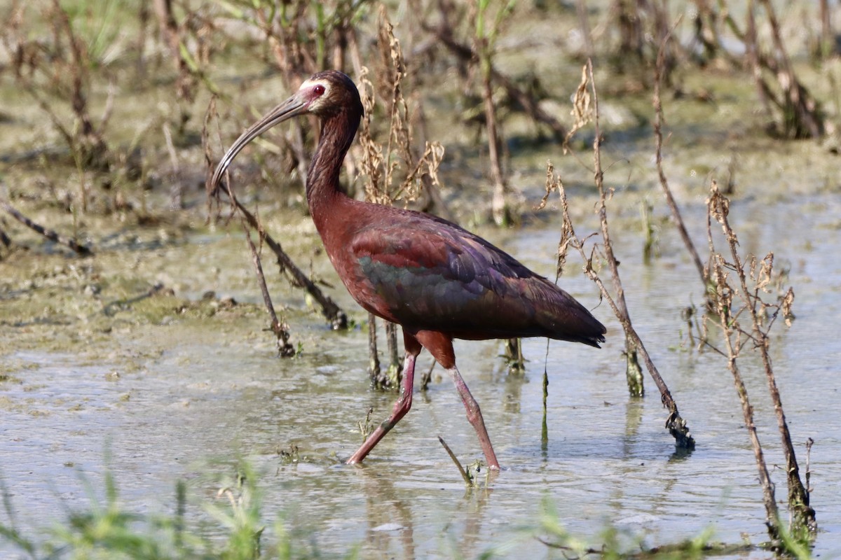 White-faced Ibis - ML638571194