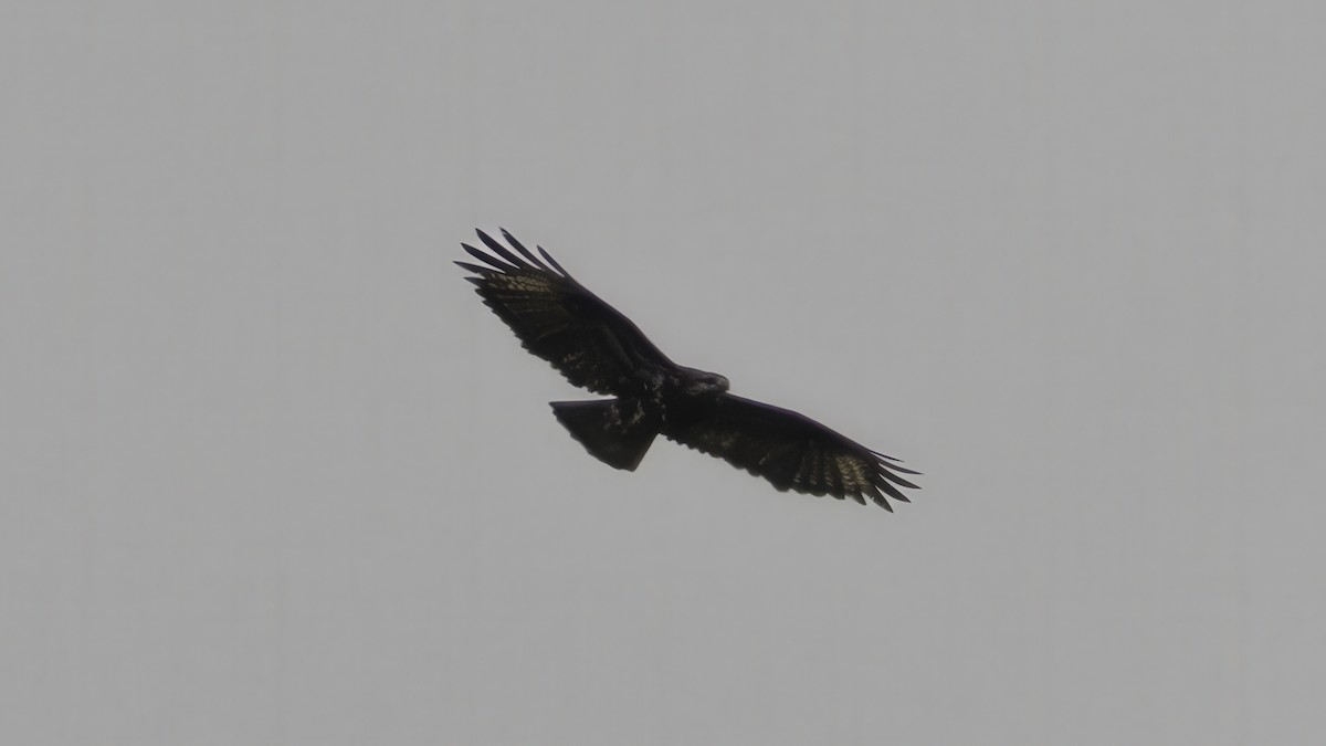 Mountain Buzzard - ML638571216