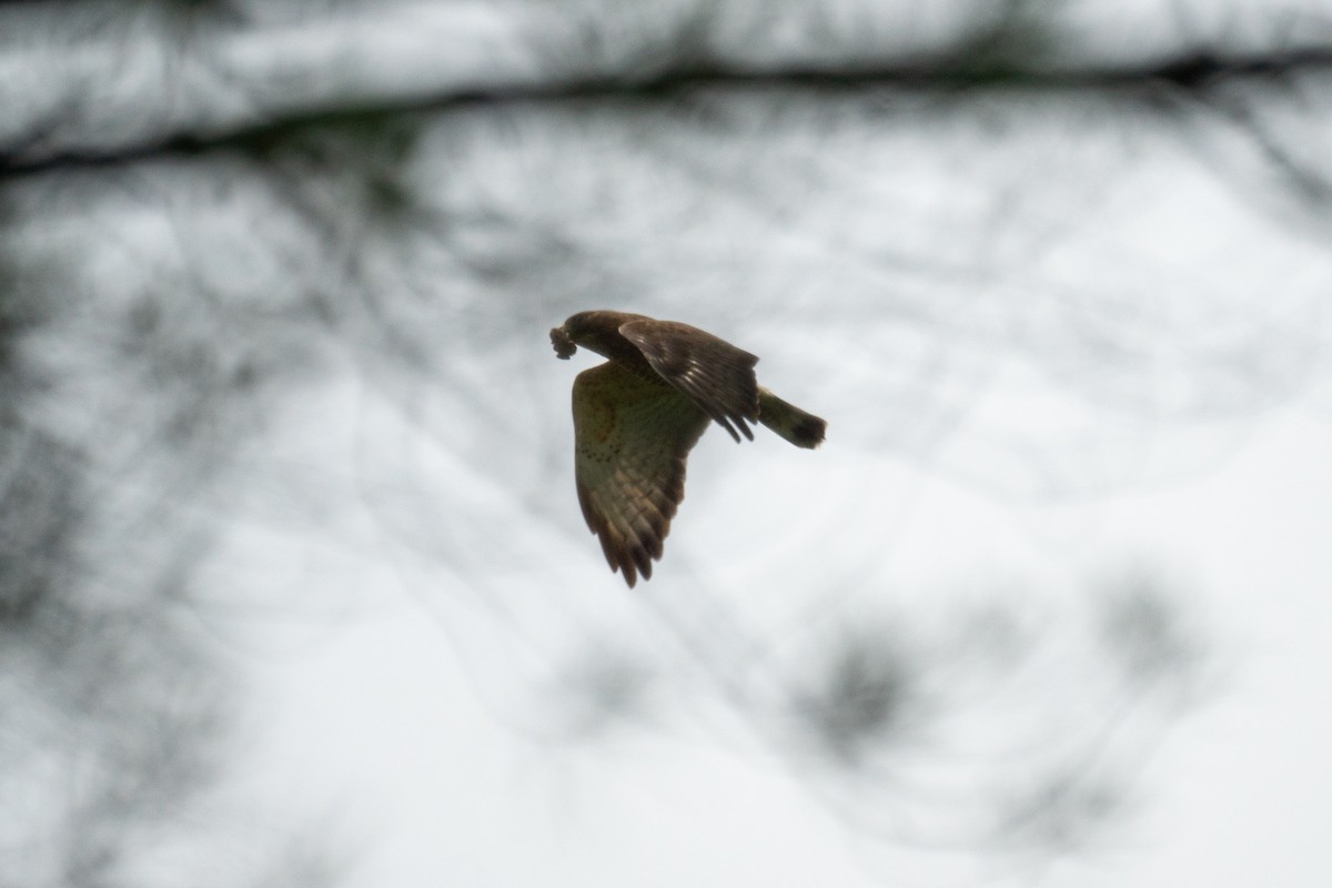Broad-winged Hawk - ML638571217