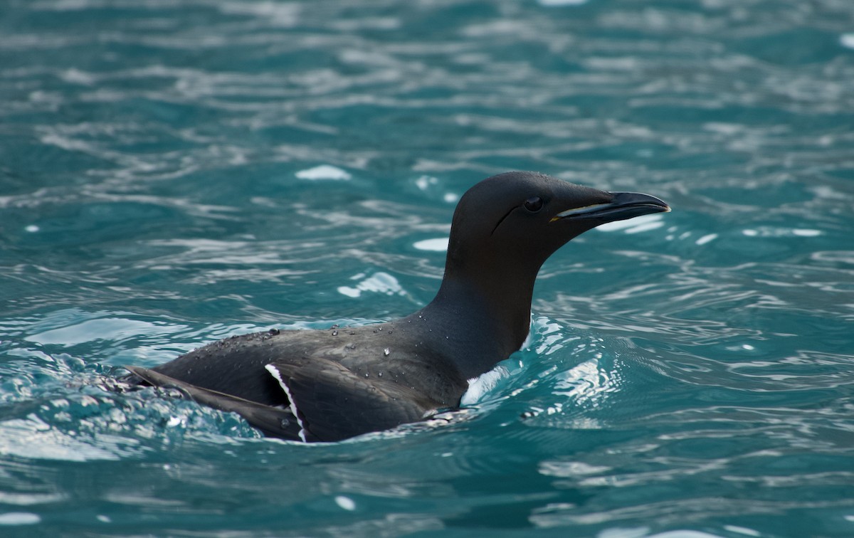 Thick-billed Murre - ML638571224