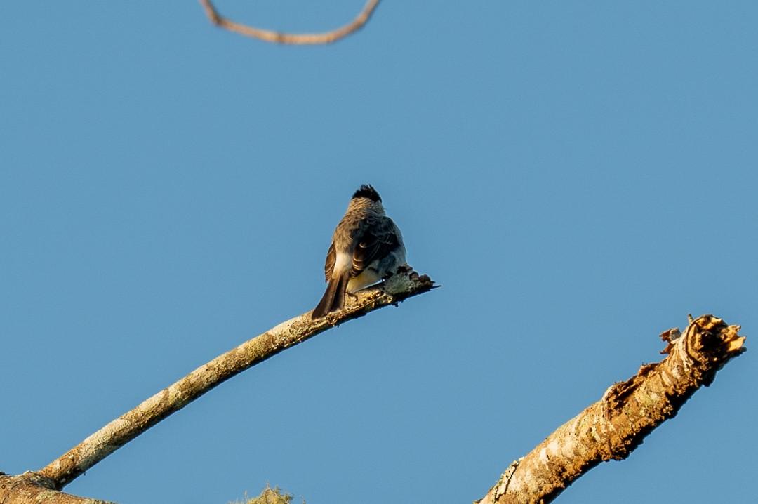 Sooty-headed Bulbul - ML638571229