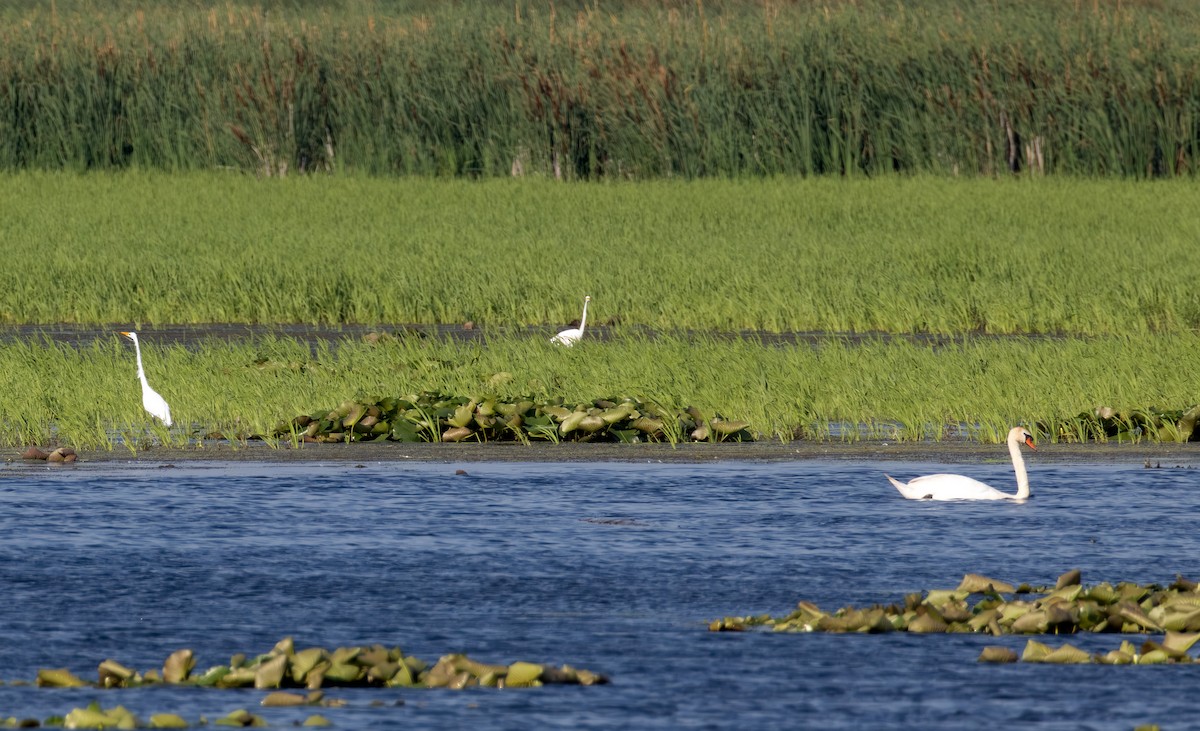 Mute Swan - ML638571230