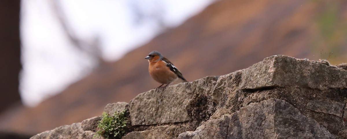 Common Chaffinch - ML638571231