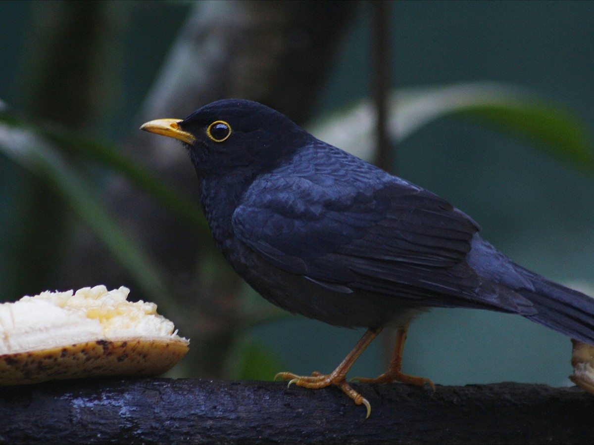 Yellow-legged Thrush - ML638571232