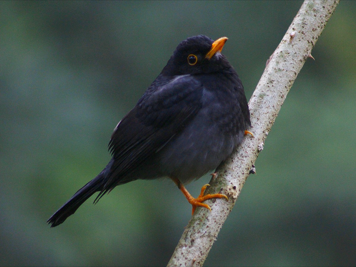 Yellow-legged Thrush - ML638571233