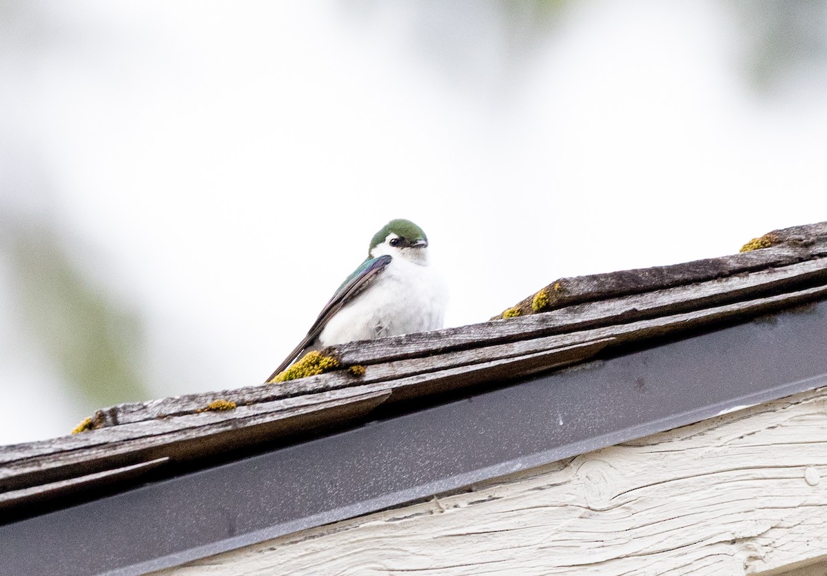Violet-green Swallow - ML638571234