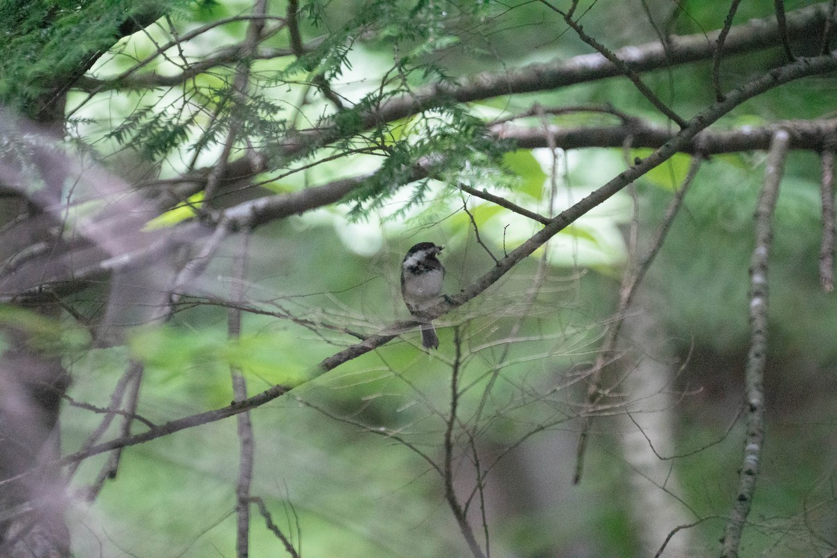 Black-capped Chickadee - ML638571235