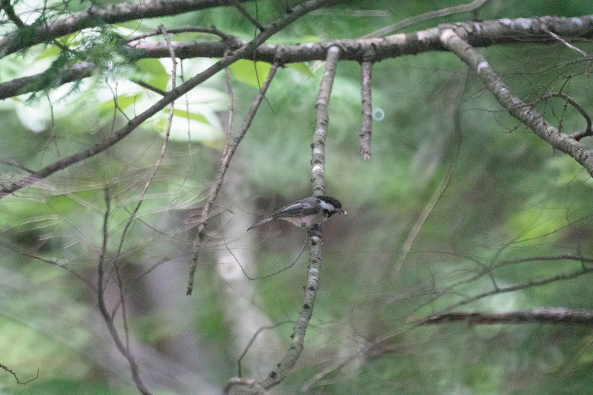 Black-capped Chickadee - ML638571236