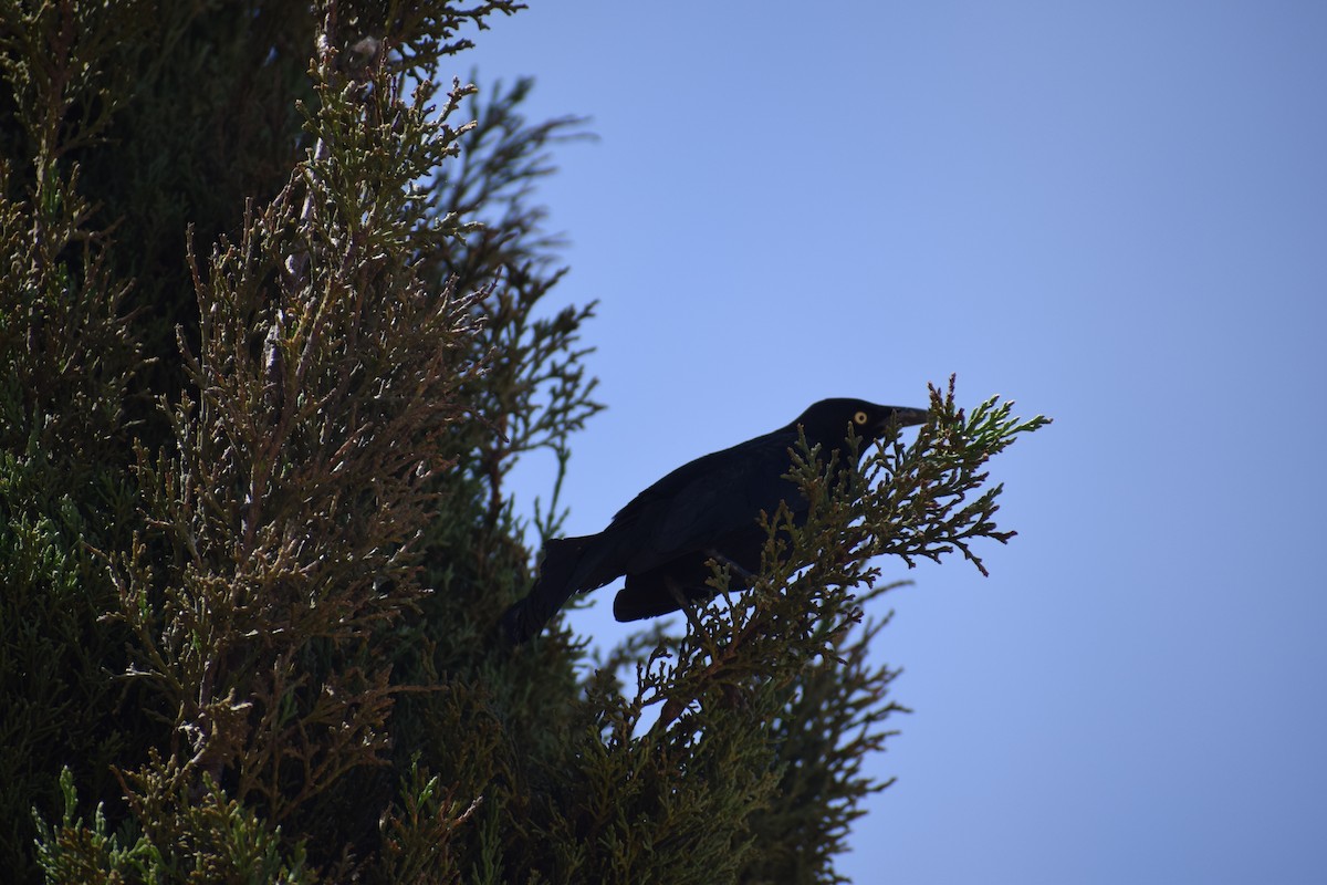 Carib Grackle - ML638571238