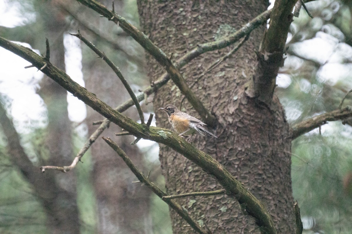 American Robin - ML638571239