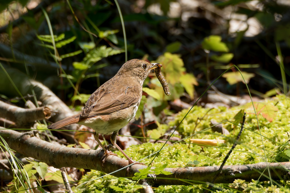 Hermit Thrush - ML638571240