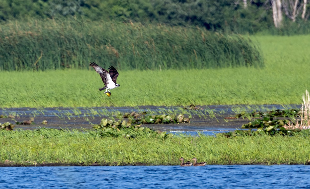 Osprey - ML638571243