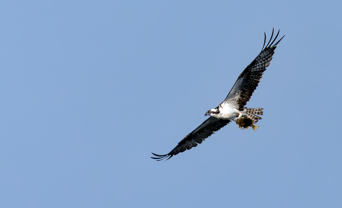 Osprey - ML638571244