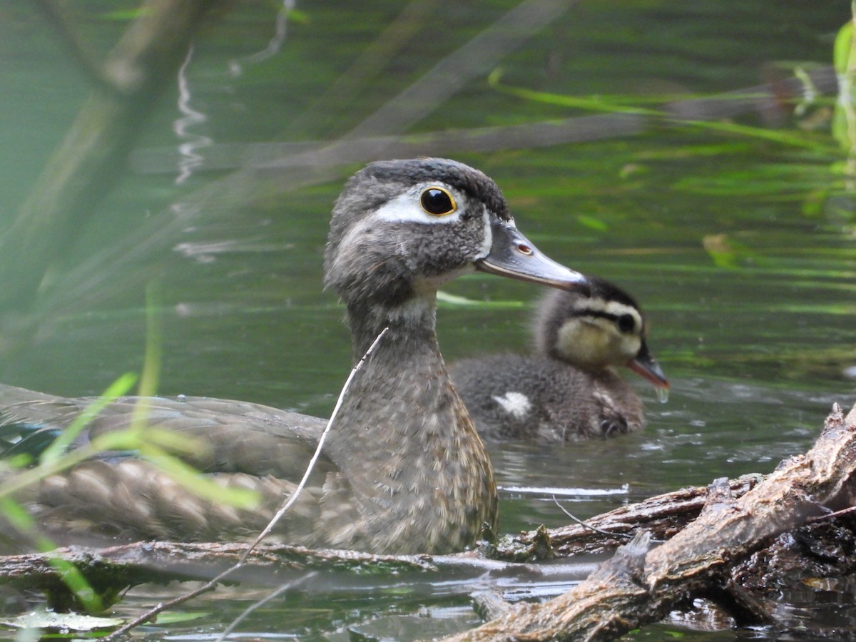 Wood Duck - ML638571245