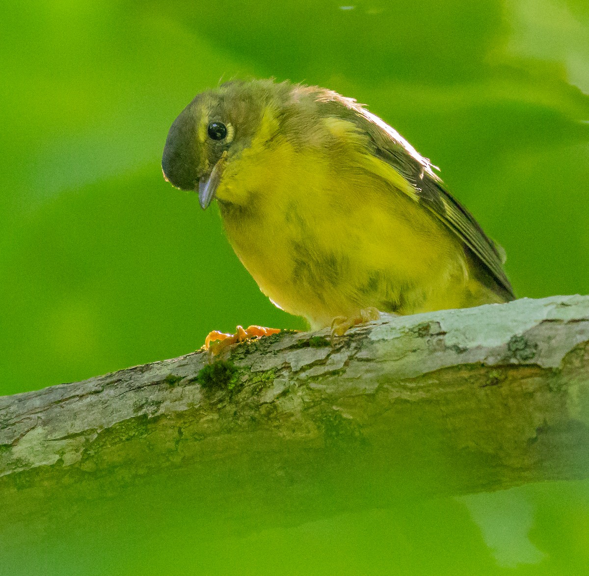 Black-throated Blue Warbler - ML638571249