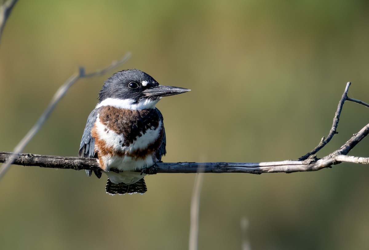 Belted Kingfisher - ML638571250