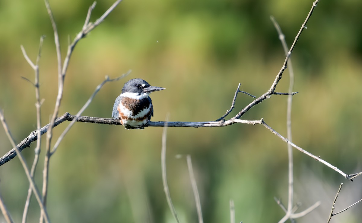 Belted Kingfisher - ML638571251