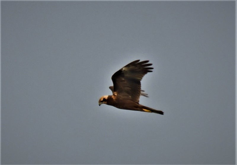 Western Marsh Harrier - ML638571252