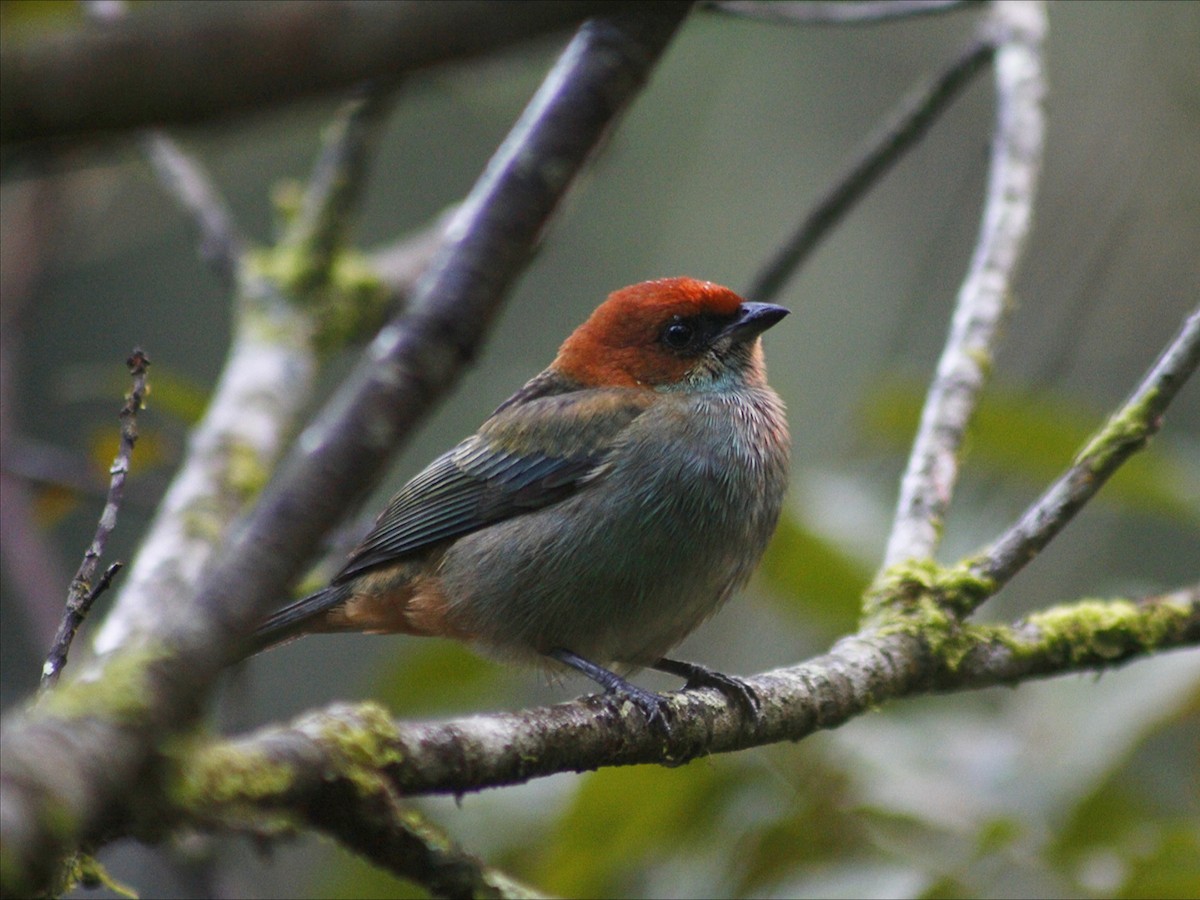 Black-backed Tanager - ML638571253