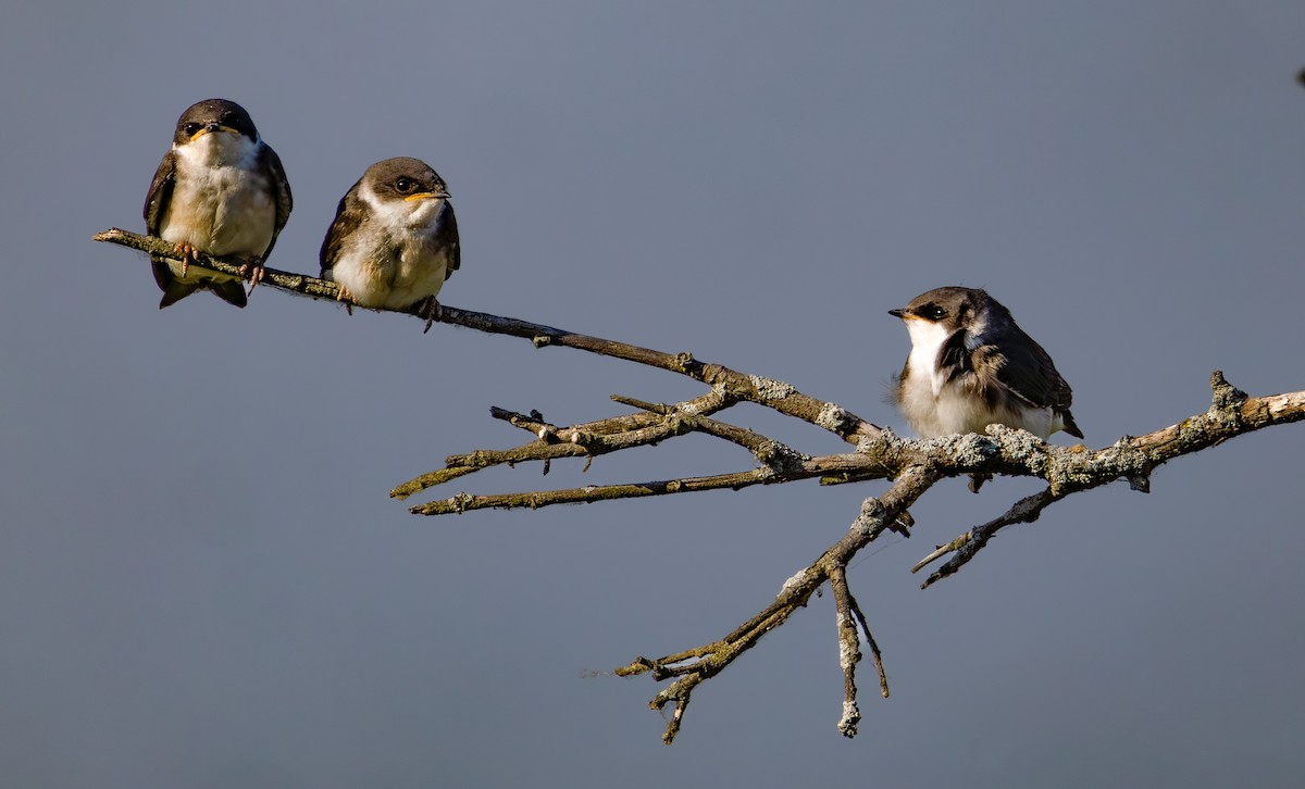 Tree Swallow - ML638571254