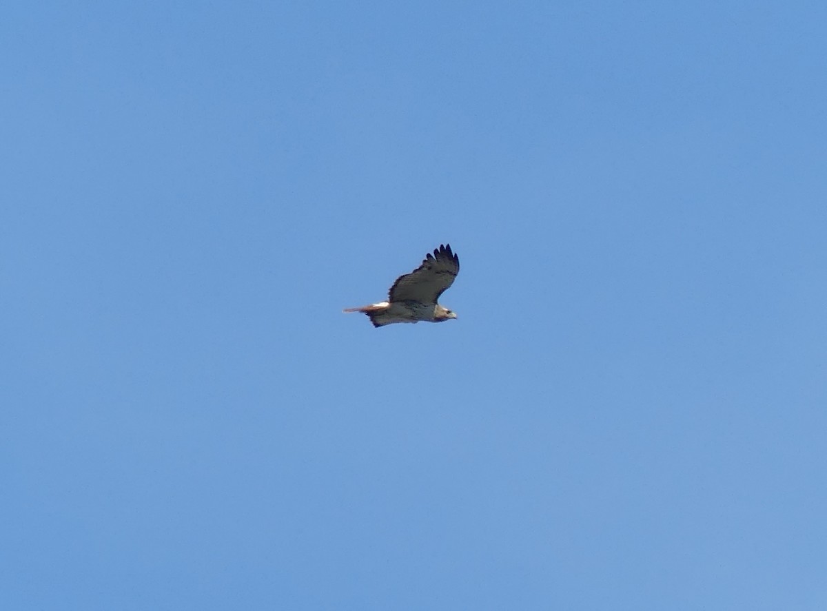Red-tailed Hawk (borealis) - ML638571256