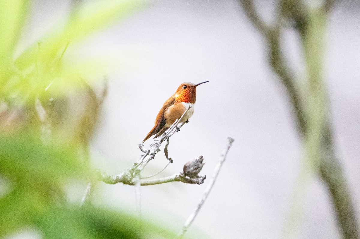 Rufous Hummingbird - ML638571257